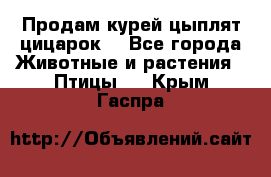 Продам курей цыплят,цицарок. - Все города Животные и растения » Птицы   . Крым,Гаспра